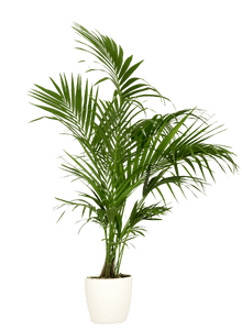 una palmera para la oficina